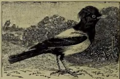 A detailed black and white illustration of a bird, identified as a Pastor (Pastor roseus). The bird is shown in profile, facing right, with a dark head and neck, a white breast and belly, and a dark back and wings. It has a long, slightly curved tail and is standing on a patch of ground with some sparse vegetation. The background is a simple, textured landscape.