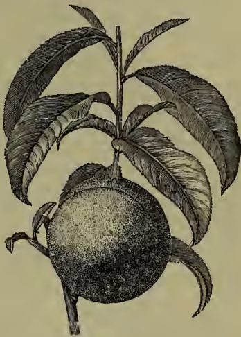 A detailed black and white botanical illustration of a peach tree branch. The branch features several large, ovate leaves with serrated edges and prominent veins. A single, large, round peach is shown hanging from the branch, with a small stem and a few tiny leaves at its base. The drawing is executed in a fine-line, engraved style.