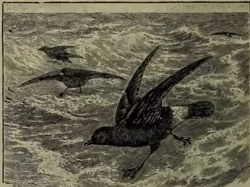 A black and white illustration of a Stormy Petrel (Procellaria pelagica) in flight over a choppy sea. The bird is shown in profile, facing left, with its wings spread wide and its long, pointed tail feathers visible. The background consists of stylized waves and a cloudy sky.