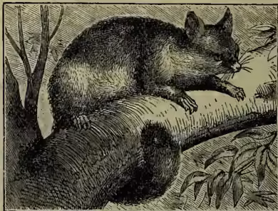 A black and white illustration of a Vulpine Phalanger (Phalangista vulpina), a small marsupial with a long, bushy tail, shown in profile, possibly eating or resting on a branch.