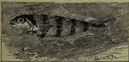 A detailed black and white illustration of a Pilot-fish (Naucrates ductor) swimming in water. The fish is shown in profile, facing left, with its body elongated and covered in dark, irregular blotches. It has a large, pointed dorsal fin and a small, forked caudal fin. The illustration is rendered in a fine-line, engraved style.