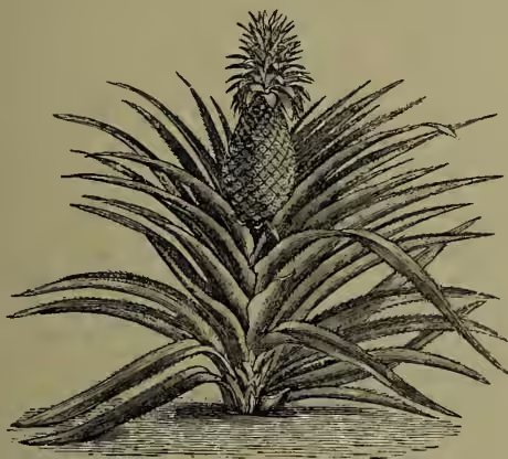 A detailed black and white botanical illustration of a pineapple plant. The plant features a dense cluster of long, narrow, pointed leaves with serrated edges, emerging from a central base. At the top of the leaves, a single, large, conical pineapple fruit is shown, with its characteristic crown of small leaves and a textured surface.