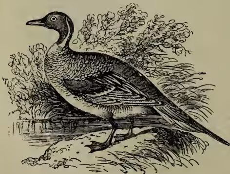 A detailed black and white illustration of a Pintail Duck (Dafila acuta) standing on a rocky bank. The duck has a long, pointed beak, a dark cap on its head, and a mottled pattern of dark and light feathers on its body. It is shown in profile, facing left, with its long tail feathers visible.