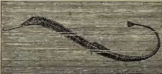 Illustration of a Great Pipe-fish (Syngnathus acus) shown in a curved, S-shaped position, highlighting its elongated body and tubular snout.
