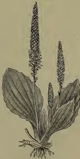 A detailed botanical illustration of a Greater Plantain (Plantago major). The drawing shows a plant with a cluster of large, broad, ovate leaves at the base, forming a rosette. From the center of the rosette, a tall, upright stem rises, bearing several large, terminal spikes of small, tubular flowers. The roots are shown at the base of the plant, appearing fibrous and spreading.