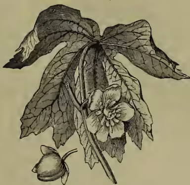 A detailed botanical illustration of Podophyllum peltatum. It shows a large, deeply lobed leaf with prominent veins, a single flower with five petals and a central cluster of stamens, and a single, rounded, textured fruit at the bottom.