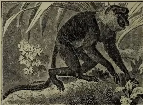 A black and white illustration of a Proboscis Monkey (Nasalis larvatus) in a naturalistic setting. The monkey is shown in profile, facing right, with its long, curved nose (proboscis) extended. It has a dark, shaggy coat and a long tail. The background includes some foliage and a small plant with flowers.