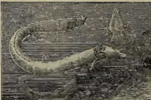 A detailed black and white illustration of Proteus anguinus, a salamander. The creature is shown in a dynamic pose, with its body curved and its head turned back over its shoulder. It has a long, segmented tail and a textured, scaly skin. The background is a simple, dark landscape with some foliage.