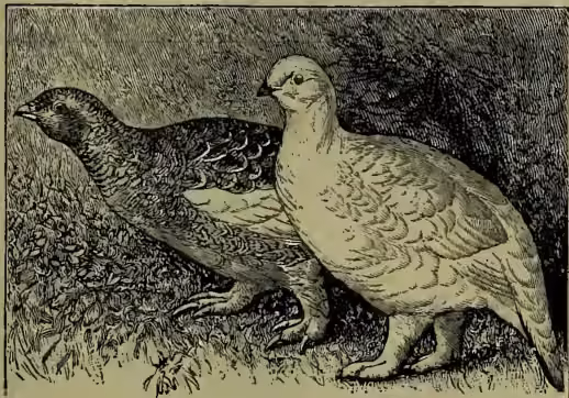 Illustration of a Common Ptarmigan (Lagopus mutus) showing both summer and winter plumage. The bird is depicted in a naturalistic style, standing on a rocky or grassy ground. The plumage is detailed, showing the mottled patterns of the summer coat and the smoother, lighter tones of the winter coat.