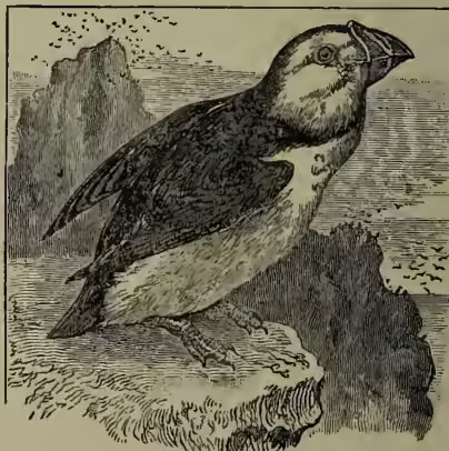 An illustration of a Puffin (Fratercula arctica) standing on a rocky shore, showing its characteristic black and white plumage and a large, hooked bill.