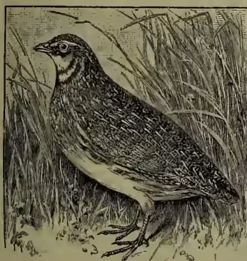 A detailed black and white illustration of a Common Quail (Coturnix vulgaris) standing in a field of tall grass. The bird is shown in profile, facing left, with its characteristic mottled brown and white plumage. It has a short, pointed beak and a small crest on its head. The background consists of dense, vertical grass blades.