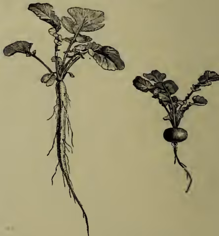 A botanical illustration showing two types of radishes. On the left is a long-rooted radish, which has a long, slender, and somewhat curved root system with several large, rounded leaves at the top. On the right is a turnip-rooted radish, which has a shorter, more bulbous root system with smaller, more rounded leaves.