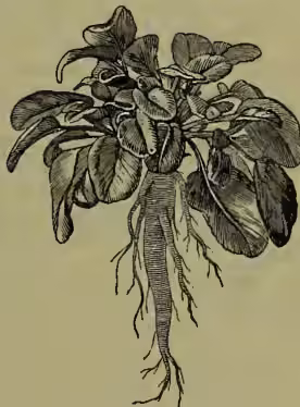 A detailed botanical illustration of a Rampion (Campanula rapunculus) plant. It shows a central, thick, spindle-shaped root with several large, ovate leaves with wavy margins growing from the top. The leaves are arranged in a whorl-like pattern. At the top of the plant, there is a cluster of small, bell-shaped flowers hanging downwards.