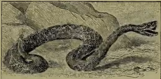 A detailed black and white illustration of a rattlesnake (Crotalus horridus) in a coiled position, striking towards the right. The snake's body is covered in scales, and its head is raised, showing its open mouth and fangs. The background is a simple, textured landscape.