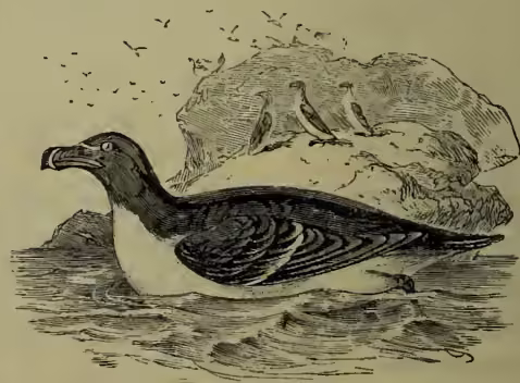 A detailed black and white illustration of a Razor-bill (Alca torda) in its natural habitat. The bird is shown in profile, facing left, with its head slightly turned towards the viewer. It has a dark, pointed beak and a dark cap on its head. Its body is dark with a lighter, white or greyish patch on its breast and belly. The bird is standing on a rocky outcrop, and several other birds are visible in the background, some on the rocks and some in flight. The water is depicted with simple horizontal lines.