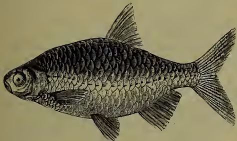A detailed black and white illustration of a fish, identified as a Red-eye or Rudd (Leuciscus erythrophthalmus). The fish is shown in profile, facing left. It has a deep, rounded body with a dark, mottled pattern on its back and sides, and a lighter-colored belly. The fins are clearly defined, and the eye is prominent with a dark pupil.