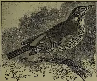 A detailed black and white illustration of a Redwing (Turdus iliacus) bird perched on a branch. The bird is shown in profile, facing right, with its characteristic streaked plumage and long tail clearly visible.
