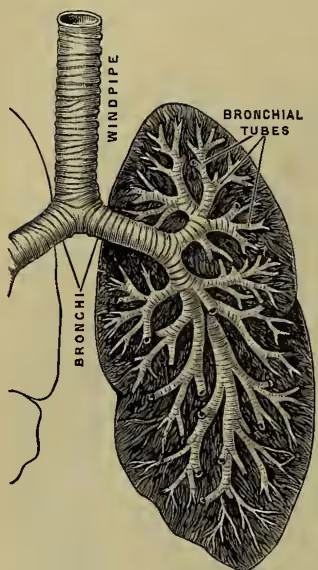 Anatomical illustration of the human respiratory system. It shows the windpipe (trachea) leading into the lungs. The windpipe is labeled 'WINDPIPE' and 'BRONCHI'. The lungs are shown in section, revealing the intricate branching of the bronchial tubes, labeled 'BRONCHIAL TUBES'. The illustration is a detailed black and white drawing.
