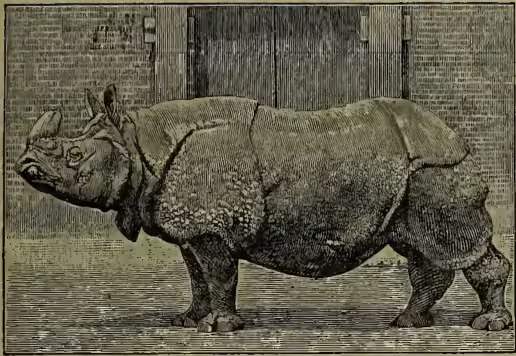 A black and white illustration of a rhinoceros, specifically Rhinoceros unicornis, shown in profile facing left. The animal has a large, thick body covered in folds of skin, a single horn on its forehead, and a small tail. It is standing on a textured ground surface.