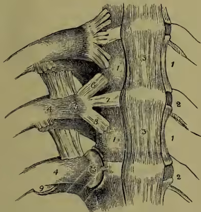 Anatomical illustration of the articulations of the ribs with the spinal column, showing the dorsal vertebrae, intervertebral cartilages, and the head of the rib articulating with the vertebral body and transverse process.
