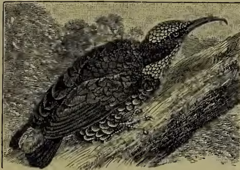 A detailed black and white illustration of a Rifle-bird (Ptilorhis paradiseus) perched on a branch. The bird has a long, pointed tail, a dark crown, and intricate plumage patterns on its back and wings. It is shown in profile, facing left.