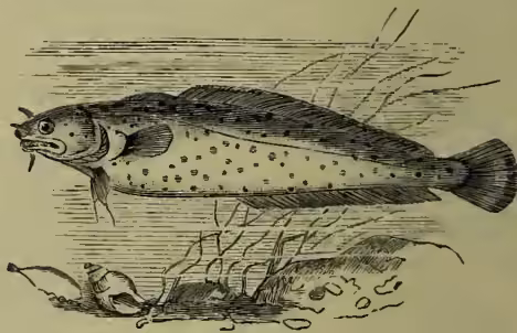 An illustration of a fish, identified as a Three-bearded Rockling or Sea Loach. It has a long, slender body with a dark dorsal fin and a lighter, speckled belly. Three small, pointed barbels are visible near its mouth. The fish is shown swimming in water with some aquatic plants in the background.