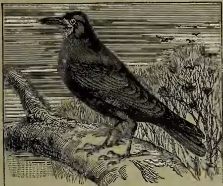 A detailed black and white woodcut-style illustration of a Rook (Corvus frugilegus) perched on a gnarled branch. The bird is shown in profile, facing left, with its dark feathers and characteristic white eye-ring clearly visible. In the background, there are faint sketches of other birds in flight and a landscape with trees and bushes.