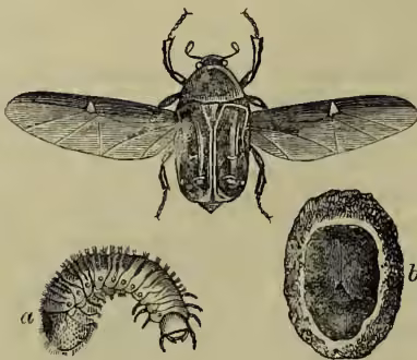 Illustration of a Rose-chafers beetle (Cetonia aurata). The top part shows the adult beetle with its wings spread. Below it, on the left, is a larva (labeled 'a') and on the right is a cocoon (labeled 'b').