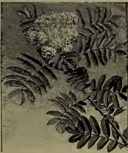 A detailed botanical illustration of a Rowan tree (Pyrus aucuparia) in flower. The drawing shows several branches with pinnate leaves and clusters of small, white, bell-shaped flowers. The leaves are dark and serrated, and the flowers are densely packed in the upper parts of the branches.