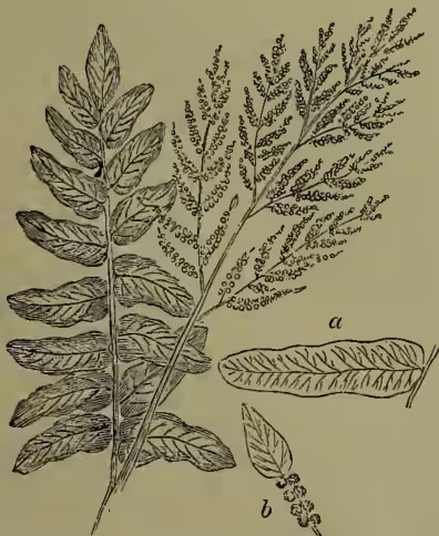 A detailed botanical illustration of the Royal Fern (Osmunda regalis). The main drawing shows a large, bipinnate leaf with many small, oval leaflets. To the right, there are two smaller, more detailed drawings: one labeled 'a' showing a single, elongated, oval leaflet from a barren frond, and another labeled 'b' showing a portion of a fertile frond with a cluster of small, round spore cases (sori) attached to the underside of the leaflets.