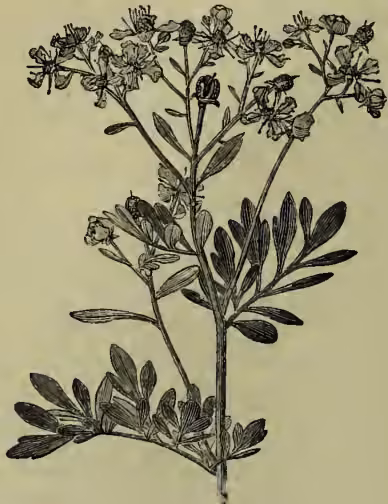 A detailed botanical illustration of Common Rue (Ruta graveolens). The plant is shown with a central stem and several branches. The leaves are small, oval-shaped, and arranged in opposite pairs along the stem. At the top of the branches, there are clusters of small, five-petaled flowers. The drawing is in a classic woodcut or engraving style.