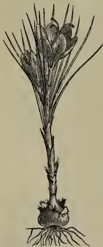 A detailed botanical illustration of a Crocus sativus plant. It shows a bulbous root system at the base, a single upright stem, and a cluster of flowers at the top. The flowers have six petals and prominent, pointed stigmas. The drawing is in a classic woodcut or engraving style.