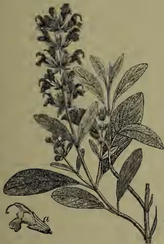A botanical illustration of Sage (Salvia officinalis). The main drawing shows a flowering stem with several pairs of opposite, lanceolate leaves and a terminal spike of small, tubular flowers. Below the main plant, there is a detailed inset of a single flower, showing its structure and the label 'a, a flower.'