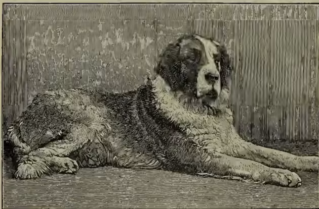 A black and white illustration of a St Bernard dog, 'Scottish Prince,' lying down. The dog is large, with a thick, shaggy coat, a white blaze on its face, and a white patch on its chest. It is lying on a wooden floor or platform, looking towards the right of the frame.