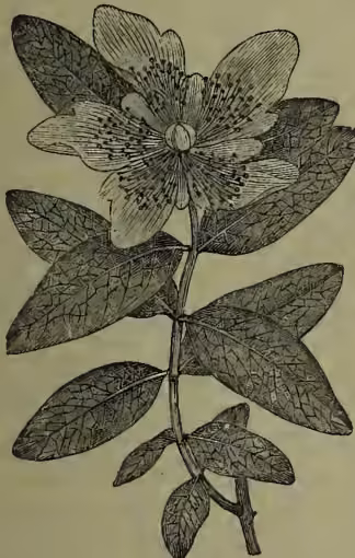 A detailed botanical illustration of a plant branch, identified as Large-flowered St John's Wort (Hypericum calycinum). The branch features several large, opposite, ovate leaves with prominent venation. At the top of the branch is a cluster of flowers, each with five distinct petals and a central cluster of stamens. The illustration is rendered in a fine-line, engraved style.