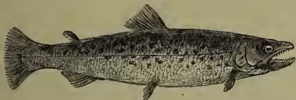 A detailed scientific illustration of a Gray or Bull Trout (Salmo eriox). The fish is shown in profile, facing right. It has a deep, elongated body with a slightly forked tail. The scales are depicted as small, closely spaced circles. A prominent lateral line runs along the side, with several large, irregular black spots scattered above it. The mouth is slightly open, showing small teeth. The fins are clearly defined, with the dorsal fin positioned towards the rear of the body.