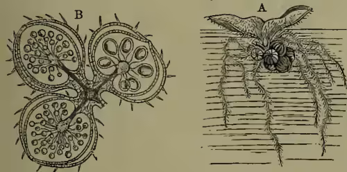 Figure 1: A, transverse section of the stem of Salvinia natans, showing aerial leaves and submerged leaf, with sporocarps. B, longitudinal section through three fertile teeth of a submerged leaf, one sporocarp with macrosporangia, two with microsporangia.