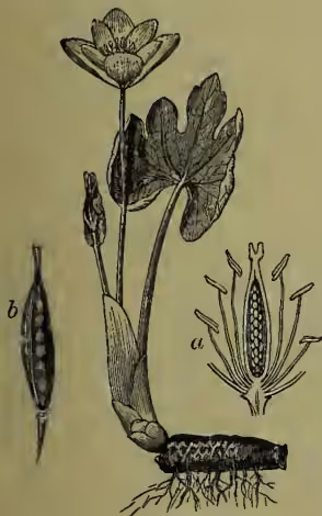 Botanical illustration of Sanguinaria canadensis (Blood-root). The main drawing shows the plant with its large, deeply heart-shaped leaves and a single flower. To the left, a small drawing labeled 'b' shows a section of the ovary. To the right, a small drawing labeled 'a' shows the fruit, which is a capsule with two valves.