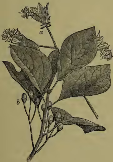 Botanical illustration of Sassafras officinale. Part 'a' shows a branch with small, five-petaled flowers. Part 'b' shows a branch with large, ovate leaves and clusters of small, round, dark fruits.