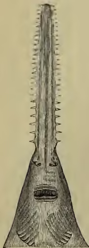 A detailed black and white illustration showing the lower view of the head of a sawfish. The head is elongated and tapers to a point, covered in numerous small, sharp teeth. The mouth is visible as a horizontal slit near the base of the snout.