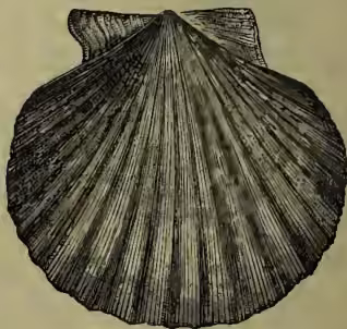 A detailed black and white illustration of a scallop shell, showing its characteristic fan shape and radiating ridges.