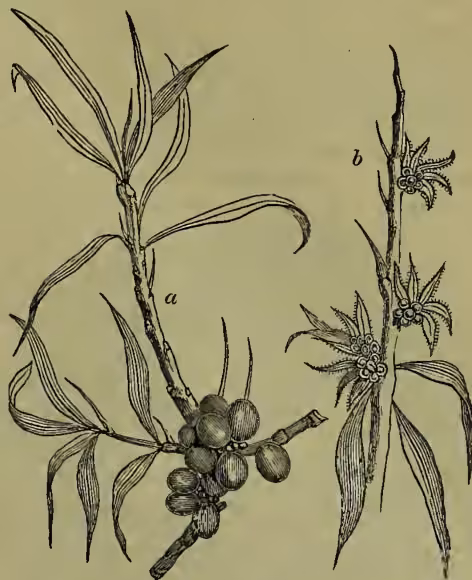 Botanical illustration of Sea-Buckthorn (Hippophaë rhamnoides). Part 'a' shows a branch of the female plant with several clusters of round, orange-colored fruits. Part 'b' shows a branch of the male plant with several star-shaped flowers.