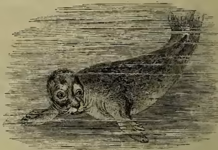 A detailed illustration of a Common Seal (P. vitulina) swimming. The seal is shown in profile, facing left, with its body arched and its flippers extended. The illustration uses fine lines and cross-hatching to depict the texture of the fur and the movement of the water.