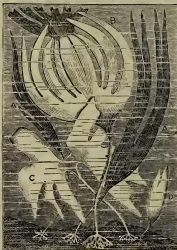 Figure 2: A detailed botanical illustration of Laminariaceæ. It shows a cross-section of a thallus with various parts labeled: A (a frond), B (a young form of B, reduced), C (a young form of B, reduced), and D (a young form of B, reduced). The illustration shows the internal structure of the thallus, including the medullary portion and the cortical cells.