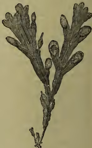 Figure 3: A detailed botanical illustration of a portion of the thallus of Fucus platycarpus. It shows a branched thallus with several swollen, oval-shaped cells (oogonia) attached to the branches. These cells are the receptacles for the formation of ova.