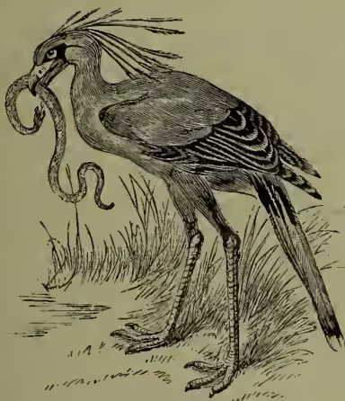 A detailed black and white illustration of a Secretary-bird (Serpentarius reptilivorus) in profile, facing left. The bird has a long, slender neck, a crest of feathers on its head, and a long, pointed beak. It is shown in the act of catching a snake with its beak. The bird's legs are long and feathered, and it stands on a patch of ground with some sparse vegetation.