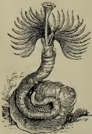 A detailed scientific illustration of a Serpula contortuplicata, a type of sea snail. The snail is shown in a coiled position, with its head and tentacles extended upwards. The illustration highlights the intricate, feathery structure of the snail's gills, which are spread out in a fan-like pattern. The body of the snail is thick and textured, showing the spiral shell structure.