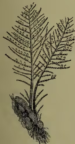 A detailed botanical illustration of a Sertularian Colony. It shows a central, branched, plant-like structure with numerous small, individual polyps attached to the branches. The colony is shown growing on a rocky or shell-like substrate at its base.
