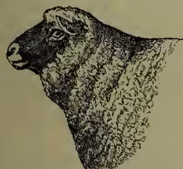 A detailed black and white illustration of a South Down Ram's head in profile, facing right. The ram has a very short neck, a broad head, and a large, rounded ear. Its wool is short, fine, and appears to be of a darker color, possibly brown or fawn.