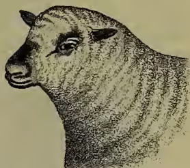 A detailed black and white illustration of a Shropshire Ram's head in profile, facing left. The ram has a large head, a prominent jawline, and a large, rounded ear. Its wool is thick and appears somewhat coarse.
